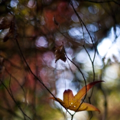 Solo Maple Leaf To order a print please email me at  Mike Reid Photography : leaf, leaves, fall, fall colors, autumn, autumn colors, acer, japanese maples, botanical, abstract, bokeh, zeiss, macro, northwest, northwest images, canon, 85mm, 50mm, thin depth of field