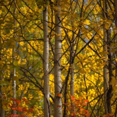 Sunny Aspen Forest To order a print please email me at  Mike Reid Photography : leaf, leaves, fall, fall colors, autumn, autumn colors, acer, japanese maples, botanical, abstract, bokeh, zeiss, macro, northwest, northwest images, canon, 85mm, 50mm, thin depth of field