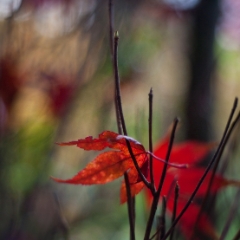 Tangled Leaves To order a print please email me at  Mike Reid Photography : leaf, leaves, fall, fall colors, autumn, autumn colors, acer, japanese maples, botanical, abstract, bokeh, zeiss, macro, northwest, northwest images, canon, 85mm, 50mm, thin depth of field