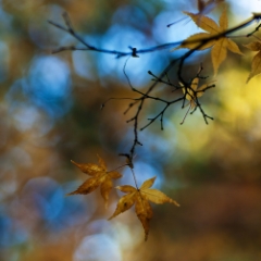Two Leaves Bokeh To order a print please email me at  Mike Reid Photography : leaf, leaves, fall, fall colors, autumn, autumn colors, acer, japanese maples, botanical, abstract, bokeh, zeiss, macro, northwest, northwest images, canon, 85mm, 50mm, thin depth of field