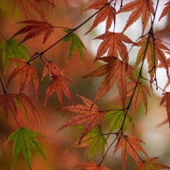 Variety of Shades To order a print please email me at  Mike Reid Photography : leaf, leaves, fall, fall colors, autumn, autumn colors, acer, japanese maples, botanical, abstract, bokeh, zeiss, macro, northwest, northwest images, canon, 85mm, 50mm, thin depth of field