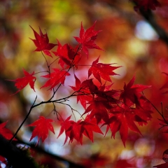 Vibrant Fall Colors.jpg
