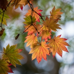 Vibrant Maple Leaves To order a print please email me at  Mike Reid Photography
