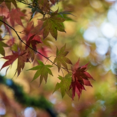 Warm Colors Fall Leaves To order a print please email me at  Mike Reid Photography : leaf, leaves, fall, fall colors, autumn, autumn colors, acer, japanese maples, botanical, abstract, bokeh, zeiss, macro, northwest, northwest images, canon, 85mm, 50mm, thin depth of field