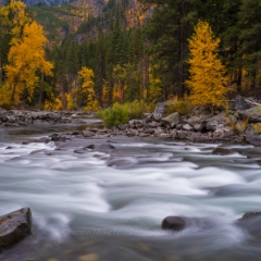 Wenatchee River Fall Colors To order a print please email me at  Mike Reid Photography : leaf, leaves, fall, fall colors, autumn, autumn colors, acer, japanese maples, botanical, abstract, bokeh, zeiss, macro, northwest, northwest images, leavenworth, tumwater canyon, gfx100s