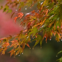 Wet Leaves Drops To order a print please email me at  Mike Reid Photography : leaf, leaves, fall, fall colors, autumn, autumn colors, acer, japanese maples, botanical, abstract, bokeh, zeiss, macro, northwest, northwest images, canon, 85mm, 50mm, thin depth of field