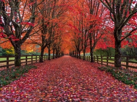 Fall Colors Rockwood Lane of Trees
