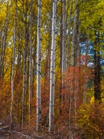 Northwest Falls Colors Afternoon Light