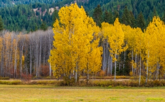 Northwest Falls Colors Line of Beauty