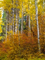 Northwest Falls Colors Palette