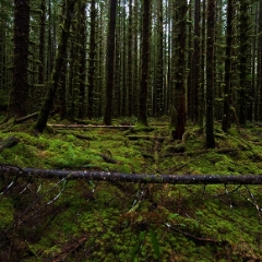 Across To order a print please email me at  Mike Reid Photography : hoh rain forest, rainforest, olympic national park, forks, forest, trees, moss, canon, 14mm