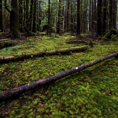 Ancient Forest To order a print please email me at  Mike Reid Photography : hoh rain forest, rainforest, olympic national park, forks, forest, trees, moss, canon, 14mm