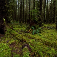 Deep Roots To order a print please email me at  Mike Reid Photography : hoh rain forest, rainforest, olympic national park, forks, forest, trees, moss, canon, 14mm