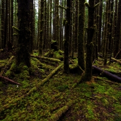 Forest Solemn To order a print please email me at  Mike Reid Photography : hoh rain forest, rainforest, olympic national park, forks, forest, trees, moss, canon, 14mm