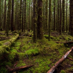Moss Infinity To order a print please email me at  Mike Reid Photography : hoh rain forest, rainforest, olympic national park, forks, forest, trees, moss, canon, 14mm