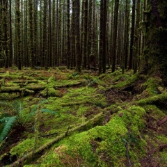 Moss and Ferns To order a print please email me at  Mike Reid Photography : hoh rain forest, rainforest, olympic national park, forks, forest, trees, moss, canon, 14mm