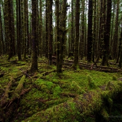 Rainforest Angles To order a print please email me at  Mike Reid Photography : hoh rain forest, rainforest, olympic national park, forks, forest, trees, moss, canon, 14mm