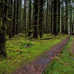 Rainforest Path To order a print please email me at  Mike Reid Photography : hoh rain forest, rainforest, olympic national park, forks, forest, trees, moss, canon, 14mm