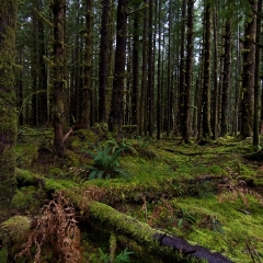 Rainforest Peace To order a print please email me at  Mike Reid Photography : hoh rain forest, rainforest, olympic national park, forks, forest, trees, moss, canon, 14mm