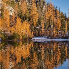 Brilliant Fall Colors Larches To order a print please email me at  Mike Reid Photography : alpine lakes, larches, fall colors, enchantments, stuart, ingalls, reflections, mountains, northwest, washington, wenatchee, leavenworth, goats