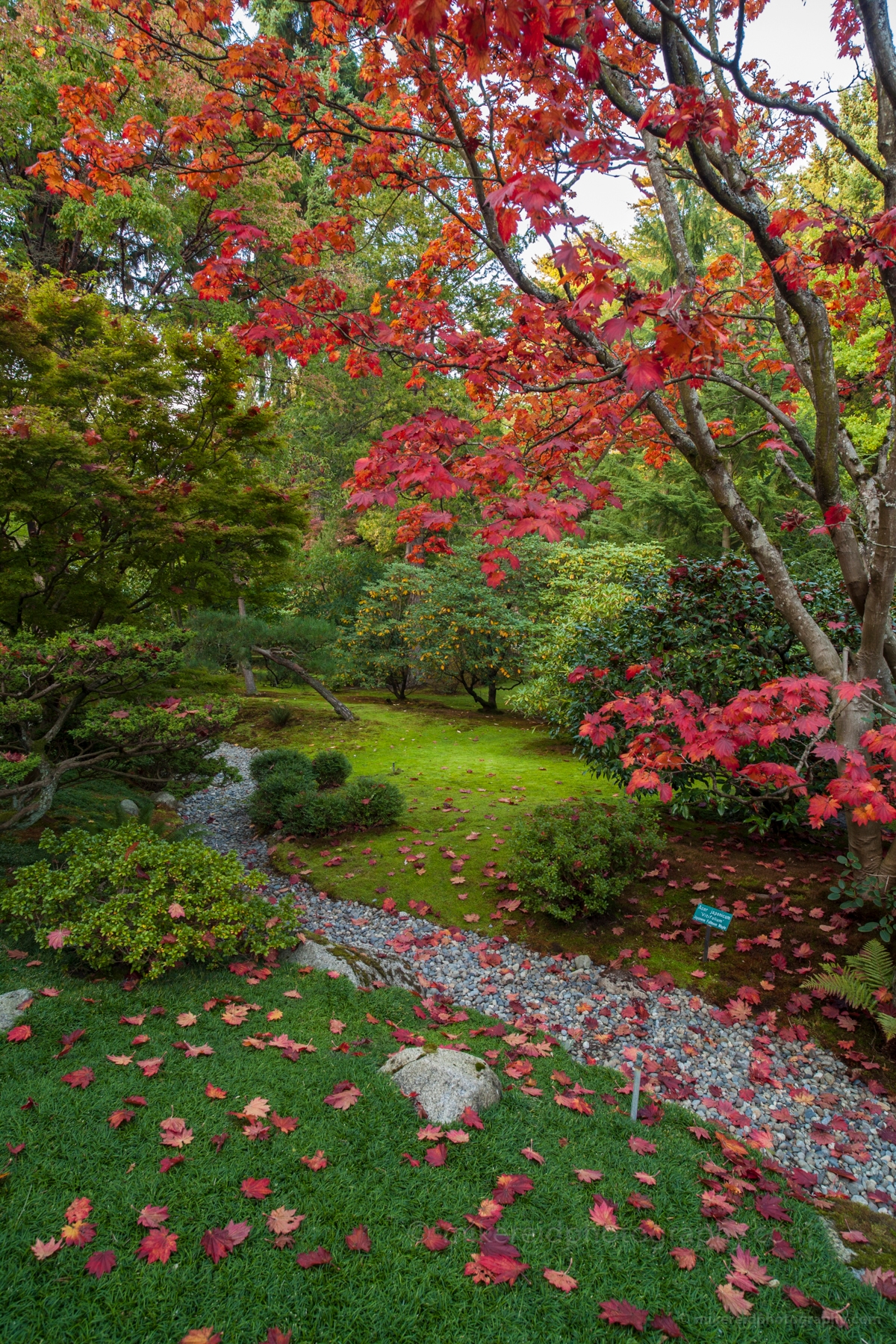 Acer Leaves Pathway