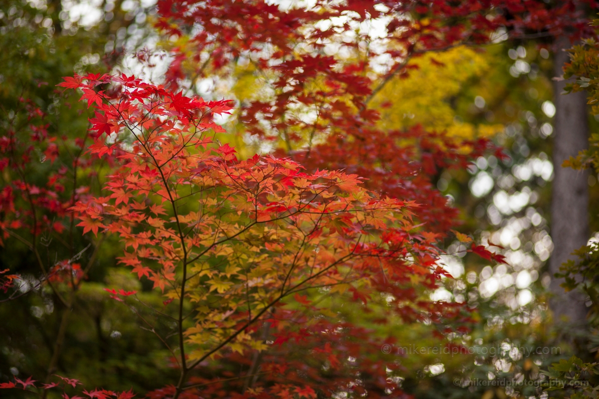 Crimson Clusters