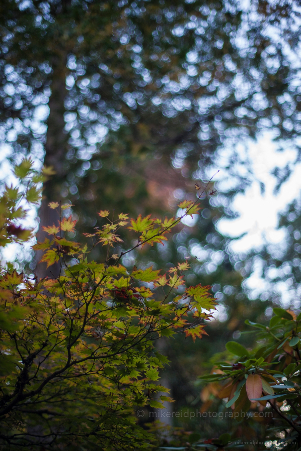 Red Green Maples