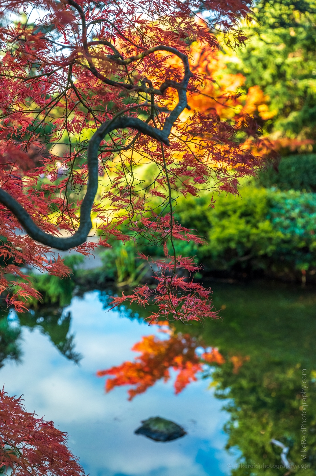 Seattle Kubota Japanese Garden Fall Colors Koi Pond