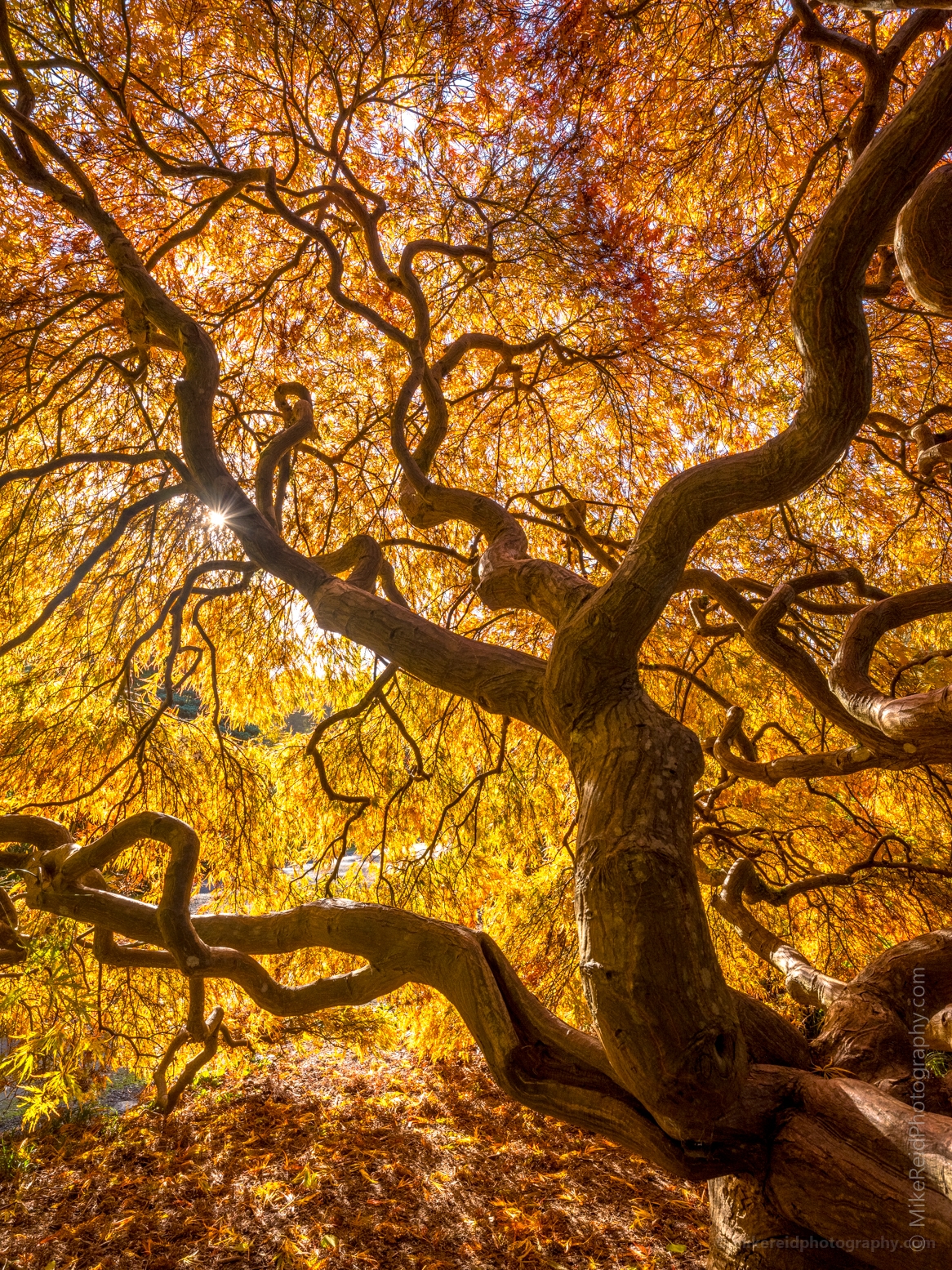 Seattle Kubota Japanese Garden Fall Colors Tangled Tree