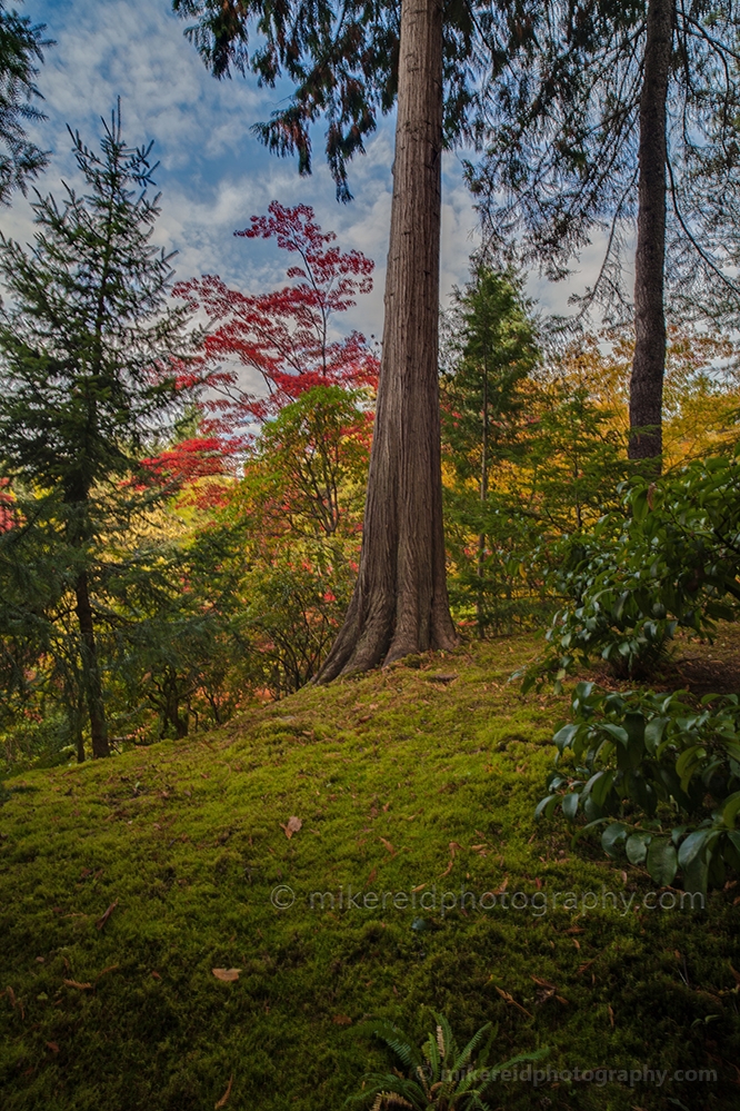 Solo Fall Cedar