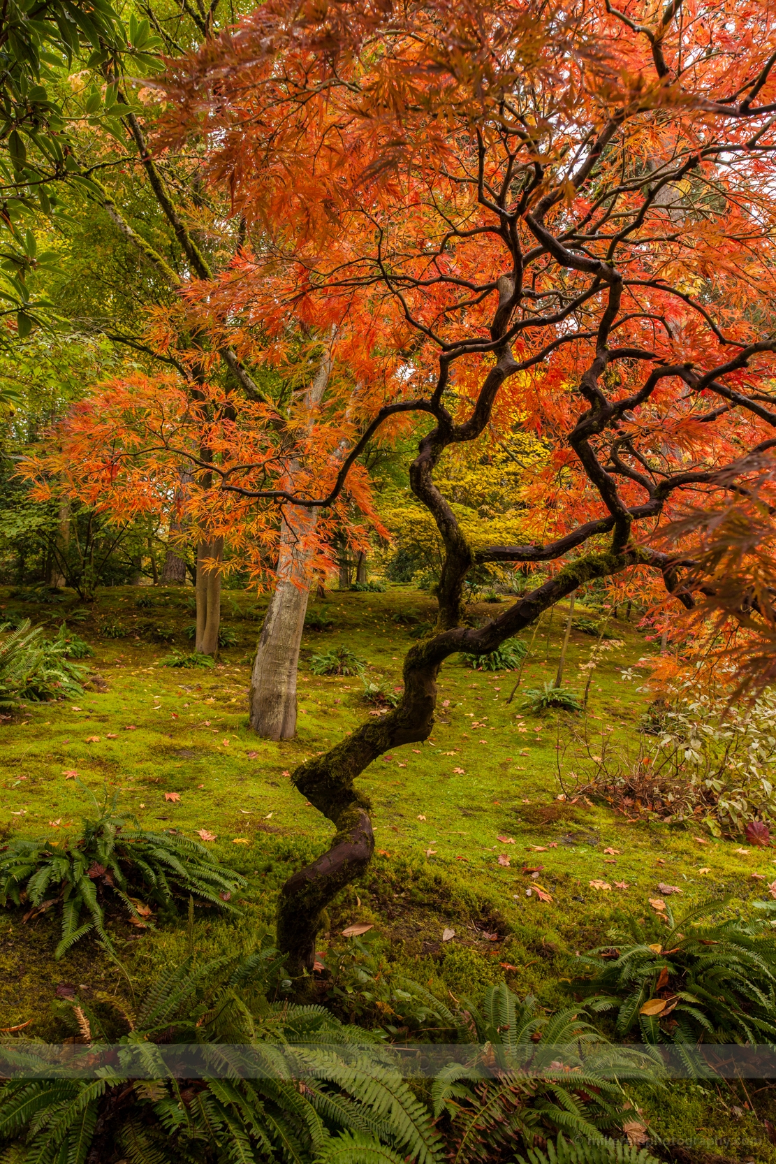 Twisted Tree