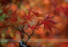 Acer Leaves Delicate To order a print please email me at  Mike Reid Photography : leaf, leaves, fall, fall colors, autumn, autumn colors, acer, japanese maples, botanical, abstract, bokeh, zeiss, macro, northwest, northwest images, canon, 85mm, 50mm, thin depth of field, reflection, pond