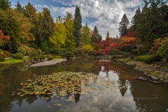 Pond and Lillies To order a print please email me at  Mike Reid Photography : leaf, leaves, fall, fall colors, autumn, autumn colors, acer, japanese maples, botanical, abstract, bokeh, zeiss, macro, northwest, northwest images, canon, 85mm, 50mm, thin depth of field, reflection, pond, seattle arboretum, japanese garden