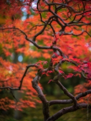 Seattle Arboretum Japanese Garden Red Leaves To order a print please email me at  Mike Reid Photography : leaf, leaves, fall, fall colors, autumn, autumn colors, acer, japanese maples, botanical, abstract, bokeh, zeiss, macro, northwest, northwest images, canon, 85mm, 50mm, thin depth of field, reflection, pond, seattle arboretum, japanese garden