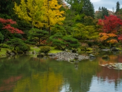 Seattle Arboretum Japanese Garden Reflection To order a print please email me at  Mike Reid Photography : leaf, leaves, fall, fall colors, autumn, autumn colors, acer, japanese maples, botanical, abstract, bokeh, zeiss, macro, northwest, northwest images, canon, 85mm, 50mm, thin depth of field, reflection, pond, seattle arboretum, japanese garden