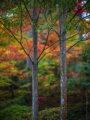 Seattle Arboretum Japanese Garden Two Trees To order a print please email me at  Mike Reid Photography : leaf, leaves, fall, fall colors, autumn, autumn colors, acer, japanese maples, botanical, abstract, bokeh, zeiss, macro, northwest, northwest images, canon, 85mm, 50mm, thin depth of field, reflection, pond, seattle arboretum, japanese garden