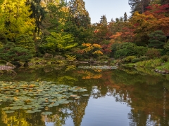 Seattle Japanese Garden Lillipad Reflection.jpg
