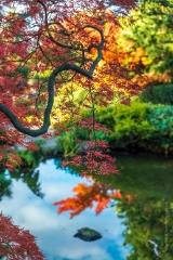 Seattle Kubota Japanese Garden Fall Colors Koi Pond.jpg