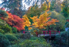 Seattle Kubota Japanese Garden Fall Colors Red Bridge Colors To order a print please email me at  Mike Reid Photography : leaf, leaves, fall, fall colors, autumn, autumn colors, acer, japanese maples, botanical, abstract, bokeh, zeiss, macro, northwest, northwest images, canon, 85mm, 50mm, thin depth of field, reflection, pond, tree, tangled tree