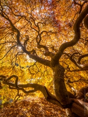 Seattle Kubota Japanese Garden Fall Colors Tangled Tree.jpg