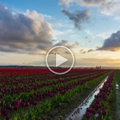 Skagit Tulip Festival Golden Light Sunset Timelapse To order a print please email me at  Mike Reid Photography