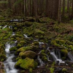 BEautiful Wide Stream To order a print please email me at  Mike Reid Photography : sol duc, sol duc falls, waterfall, olympic national park, washington state, northwest images, northwest, peaceful, nature, landscape, mosses, ferns, rainforest