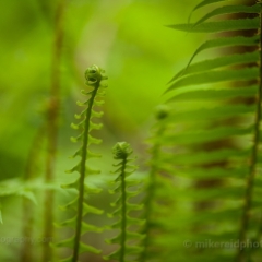 Palm Fronds To order a print please email me at  Mike Reid Photography : sol duc, sol duc falls, waterfall, olympic national park, washington state, northwest images, northwest, peaceful, nature, landscape, mosses, ferns, rainforest