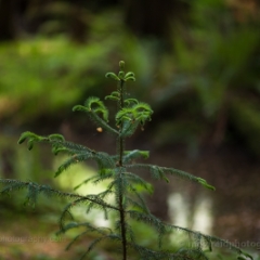 Pine Tree Bokeh To order a print please email me at  Mike Reid Photography : sol duc, sol duc falls, waterfall, olympic national park, washington state, northwest images, northwest, peaceful, nature, landscape, mosses, ferns, rainforest
