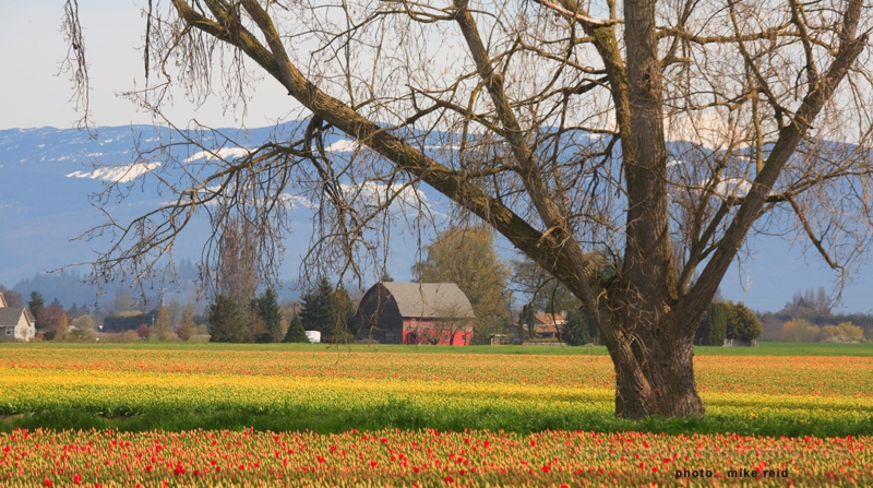 Barn Amongst Tulip Fields.jpg 