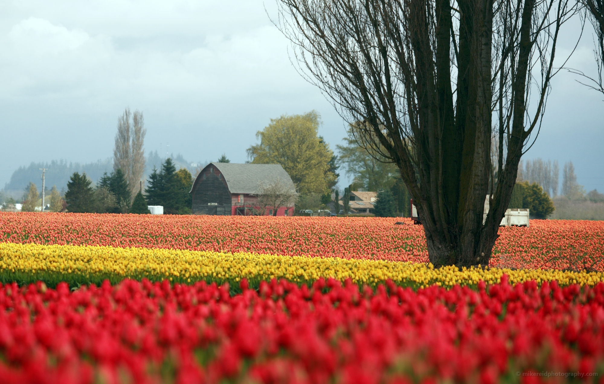 Barn Tree and Tulips.JPG 