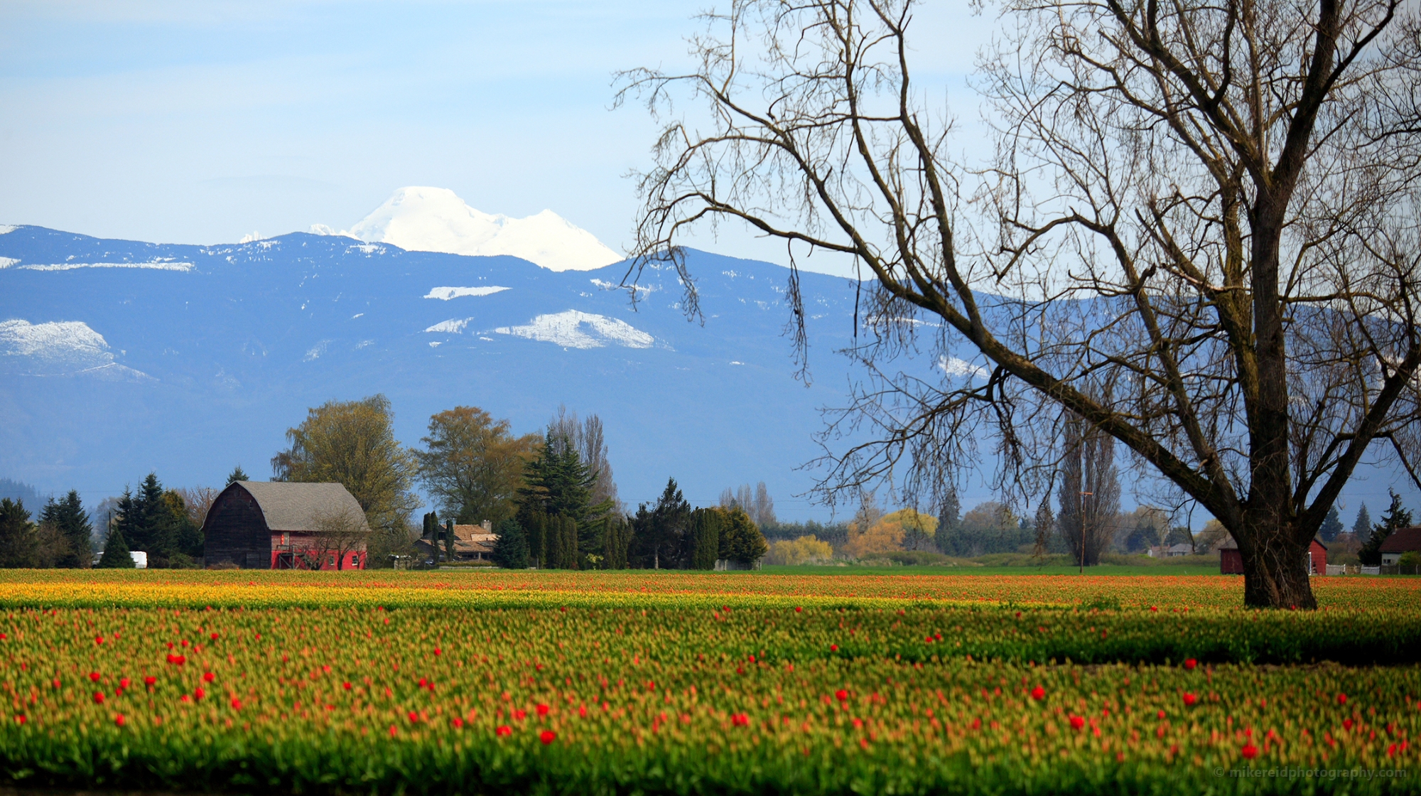 Barn and Tulip Fields and Mount Baker.jpg 