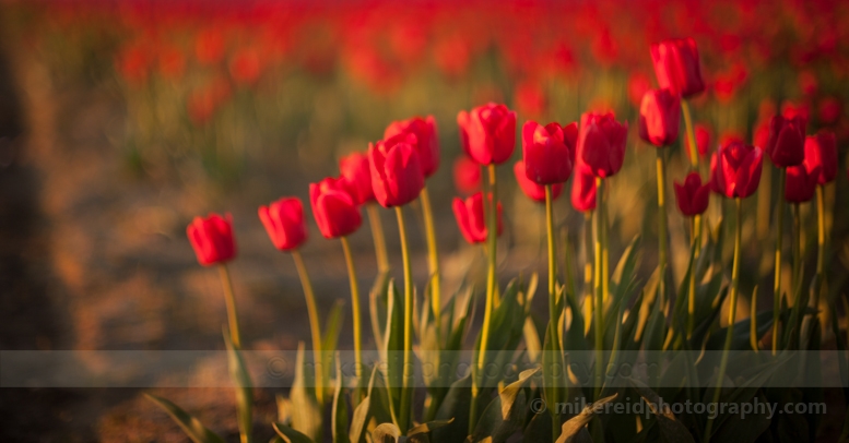 Basking in the Tulip Fields.jpg 