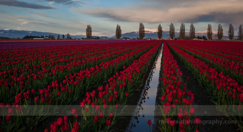 Beautiful Tulip Field.jpg 