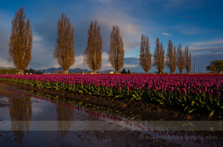 Best Road Tulip Fields.jpg 